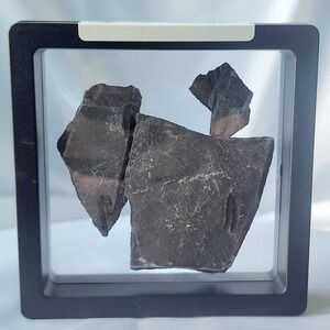 Unique Rare‎ Carboniferous Coal Era Fossil From World Famous Union Chaple Mines